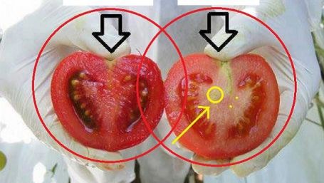 Pericolul ascuns din roşiile din supermarketuri. Toată lumea trebuie să ştie acest lucru