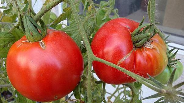 Cum deosebeşti roşiile româneşti de cele de import