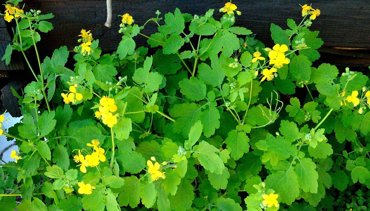 Rostopasca este aur pentru organism, dar se poate transforma şi în otravă. Când o poţi consuma