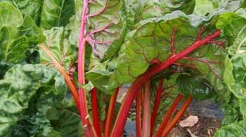 Această plantă verde te poate otrăvi, deşi multă lume o consumă. Mare atenţie cum o prepari