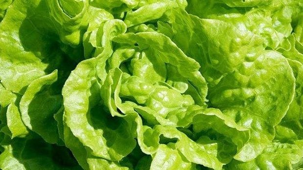 De ce salata verde ne face mult mai mult rău decât carnea?