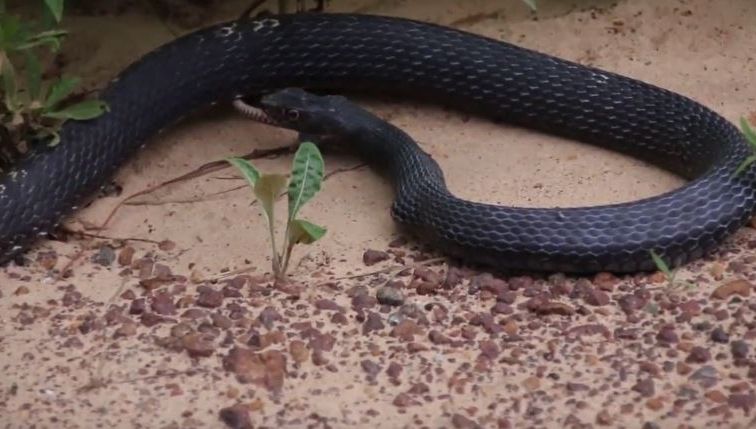 Șarpele era agitat. A început să scoată ceva pe gură. Incredibil: Era un animal viu!