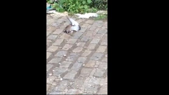 Luptă crâncenă între un porumbel şi un şobolan în plină stradă! Cine a câştigat?