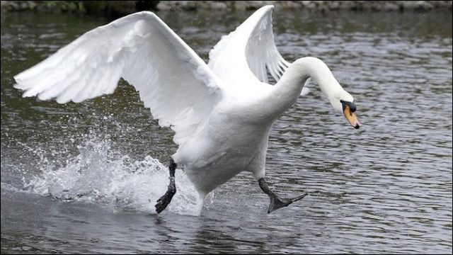 O lebădă furioasă a pus pe jar poliţia din Florida. Imagini HILARE!