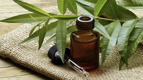 Puţină lume ştie despre miraculosul ulei de arbore de ceai. Află ce beneficii are