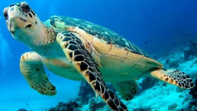 Cea mai mare creatură din adâncuri! Când au plecat în călătorie, nu se aşteptau să o întâlnească