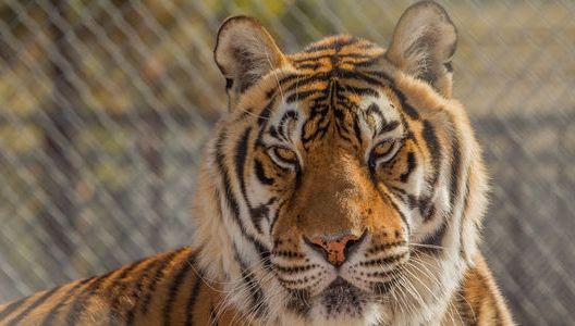 Un sanctuar de animale sălbatice și-a eutanasiat toate exemplarele. Motivul e halucinant