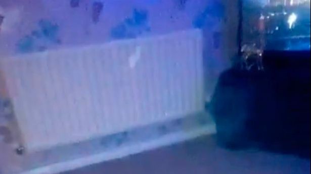 Imagini șocante. O femeie susține că a filmat "spiritul copilului pe care nu l-a mai avut"