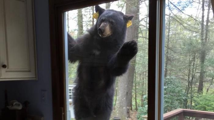 S-a trezit la fereastră cu un urs şi a sunat imediat la poliţie! Fiara i-a invadat toată locuinţa