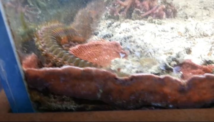 După doi ani, a mutat acvariul. GROAZNIC - ce a descoperit că TRĂIA în bazin, fără ştirea lui