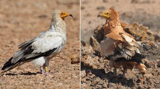 Aceste păsări folosesc noroiul pe post de machiaj! Comportamentul neobişnuit descoperit la ele