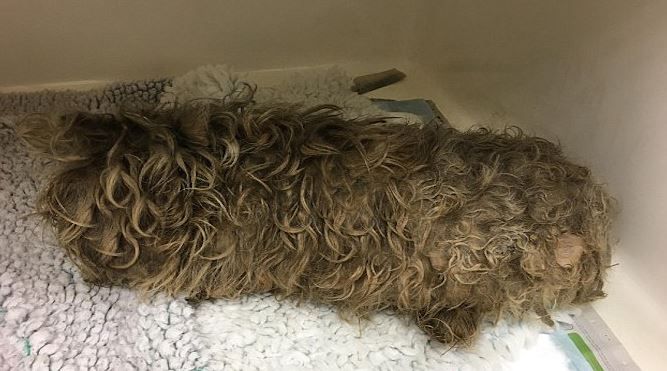 Au găsit un ghem de lână. S-au uitat mai bine, era un animal. L-au tuns! Ce a ieşit la suprafaţă