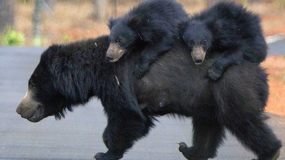 Imagini adorabile. O ursoaică își duce puii la culcare