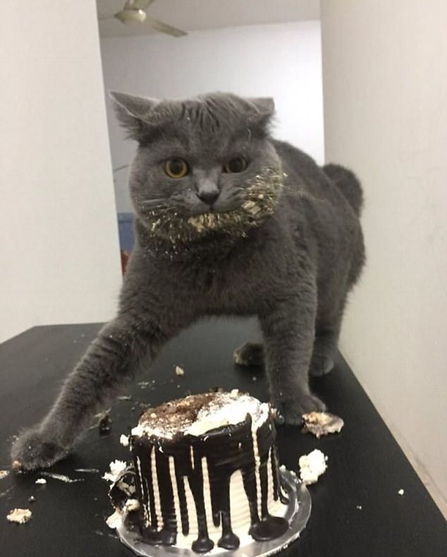 Acestea sunt cele mai amuzante pisici din lume! Imaginile pe care trebuie să le vezi neapărat