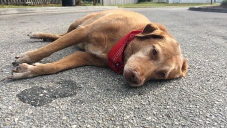 Acest câine a refuzat să părăsească locul unde a fost ucisă stăpâna sa. Ce a urmat e cutremurător