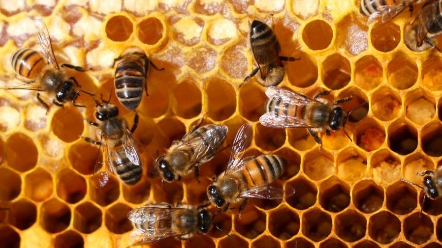 ”Pâinea albinelor”, ideală în curele de detoxifiere. Ce este acest ingredient miraculos