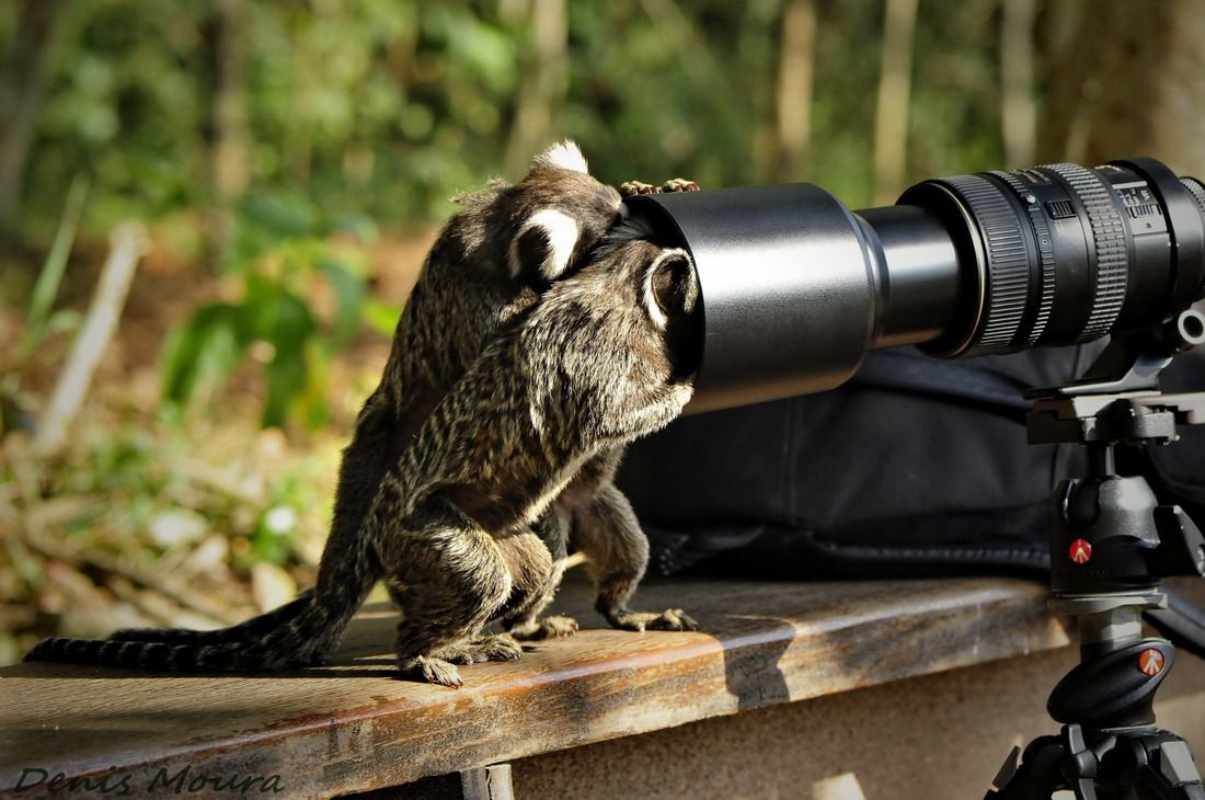 Top 10 fotografii cu animale care îți vor face ziua mai bună! Râzi cu lacrimi