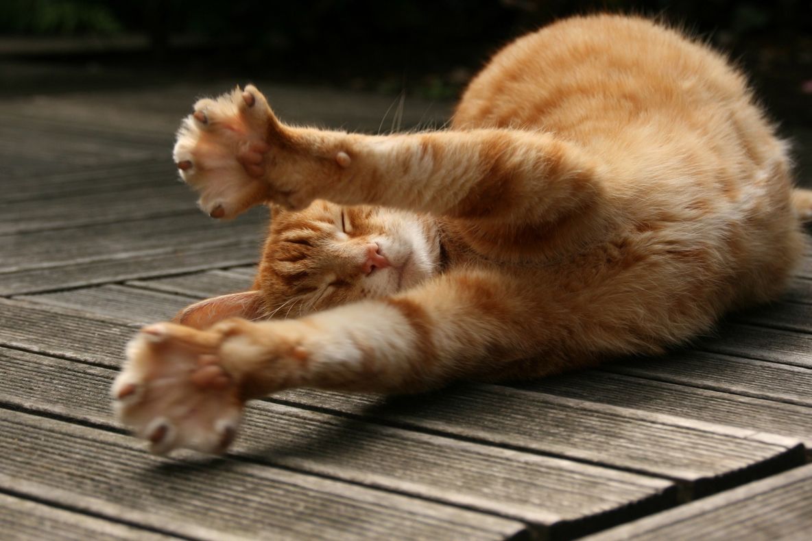 Știți de ce se întind animalele dimineața? Le face bine! Urmați-le exemplul!