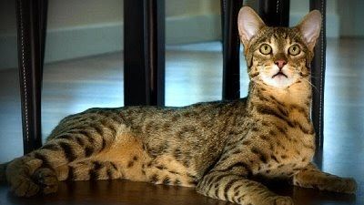 Topul celor mai scumpe PISICI din lume. Ce felină ajunge să coste cât un bolid de lux