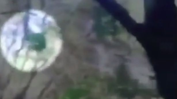 O FIARĂ a fost filmată în timp ce se agita într-o pădure. Poliția îndemna oamenii să se ferească!