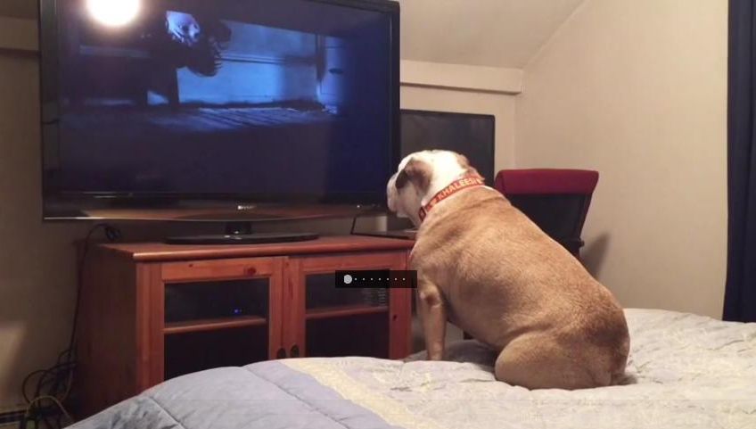 Video viral! Cum reacţionează acest căţel atunci când urmăreşte un film de groază