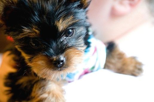 Acesta este cel mai mic câine din Marea Britanie! Povestea lui, de-a dreptul emoționantă