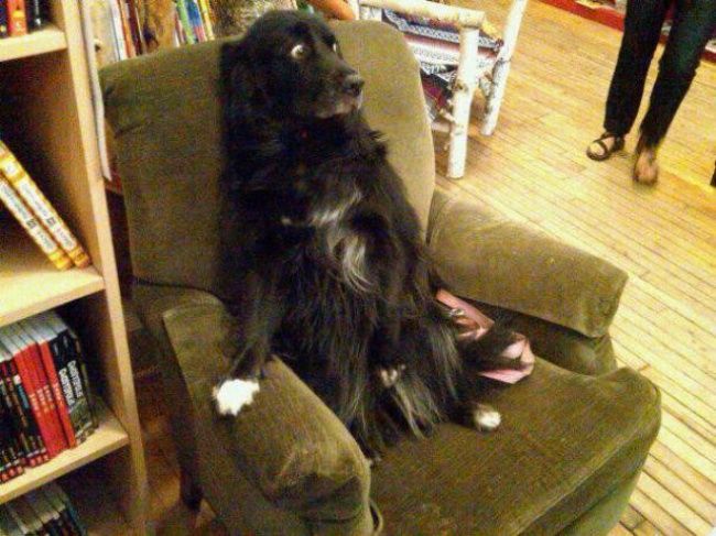 Top 10 reacții ale câinilor, care te vor face să râzi cu lacrimi! Nu o să te poți abține