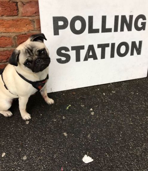 Pozele care-ți înseninează ziua. Cei mai amuzanți câini care au mers cu stăpânii la alegerile din UK