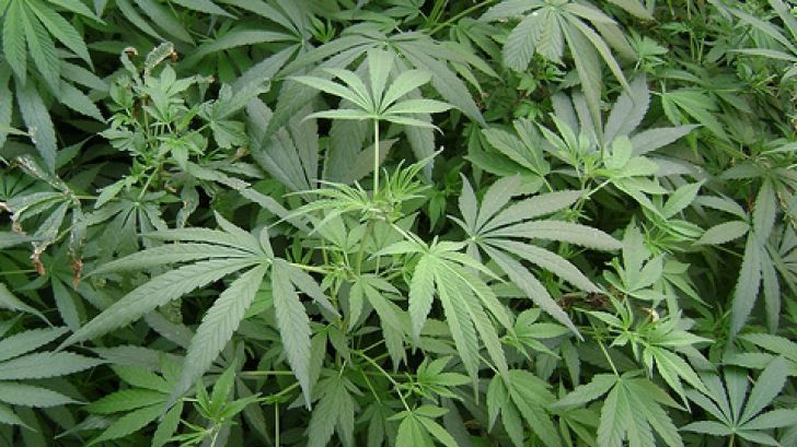 O ţară europeană a legalizat utilizarea medicală limitată a cannabisului