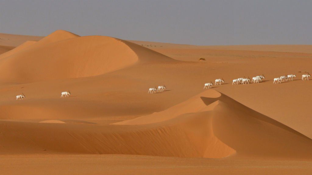 Tragedie în deşert - cel puțin 44 de imigranți, printre care și bebeluși, au fost găsiți morți