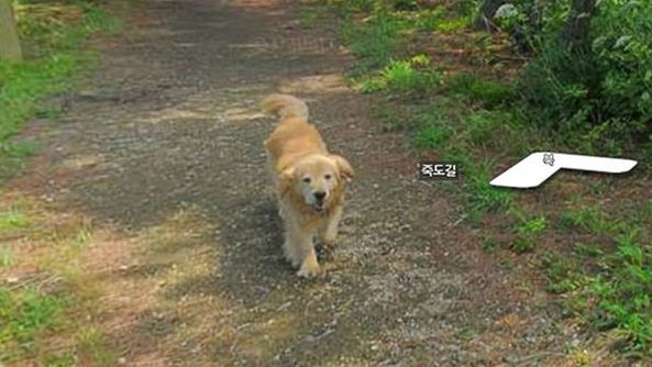 Ăsta este cel mai adorabil câine din ISTORIE! A făcut furori pe internet cu gestul său