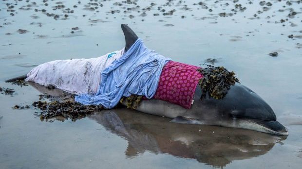 Delfinul cu pielea arsă de soare a uimit cercetătorii prin forța sa vitală