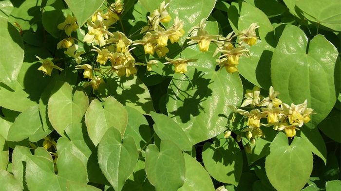 Viagra naturistă. Planta cu puteri afrodisiace puternice