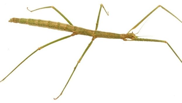 Eforturi pentru adopția unui număr impresionant de insecte-băț, după ce acestea au fost abandonate