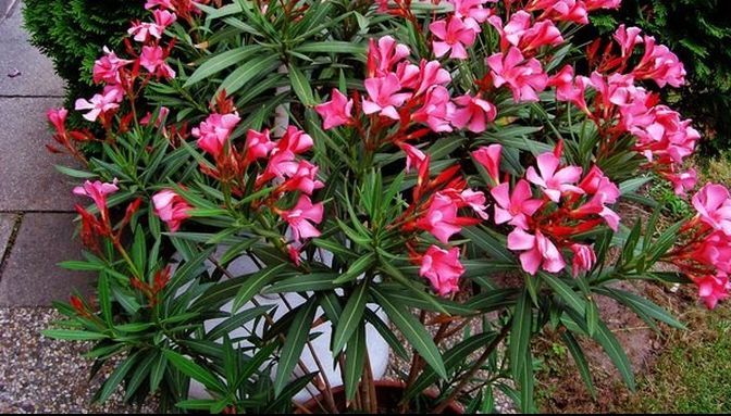 Această plantă cu flori minunate te OTRĂVEŞTE. Din păcate, mulţi românii nu ştiu şi o ţin în casă