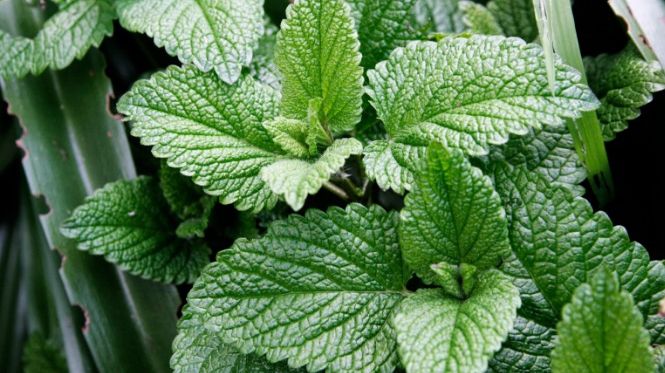 Planta care te scapă de insectele nedorite din casă