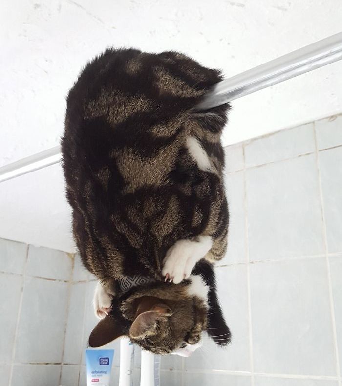 Top imagini cu pisici care te vor face să râzi cu lacrimi! Nu o să te poți abține 