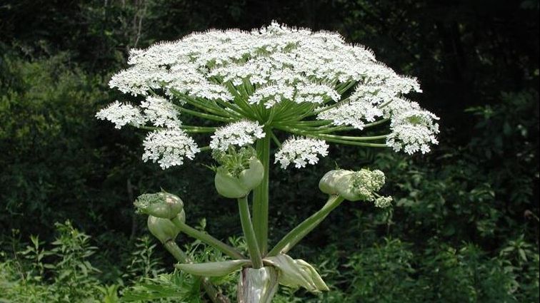 Ferește-te de această plantă. Provoacă arsuri și orbire. Crește peste tot