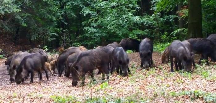 Operațiunea "Mistrețul". Câți primesc românii care ÎMPUȘCĂ porci sălbatici, pentru a împiedica răspândirea pestei africane