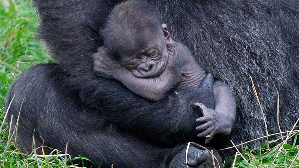 Imagini ADORABILE! O gorilă dintr-o specie pe cale de dispariție a născut un pui în captivitate