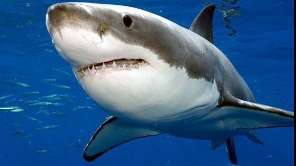 Descoperire surprinzătoare despre modul în care rechinii își înghit prada