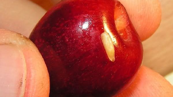 Cum îţi dai seama că cireşele au viermi în ele. Nu te lăsa păcălit de vânzători