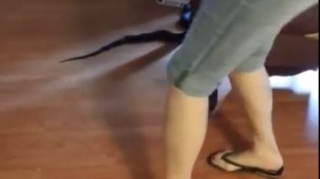 Au găsit un șarpe în casă când s-au întors din vacanță. Ce a urmat? Reacția e incredibilă