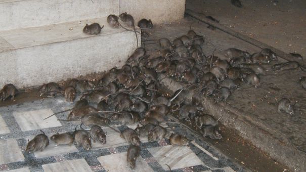 Sate întregi invadate de şobolani! Localnicii sunt îngroziţi 