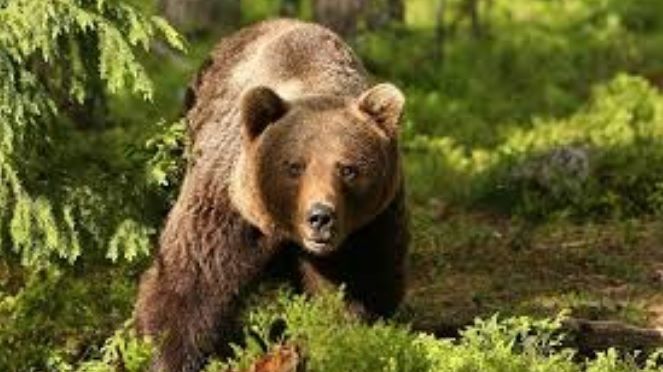 Cioban din Harghita, LA SPITAL după ce a fost muşcat de urs