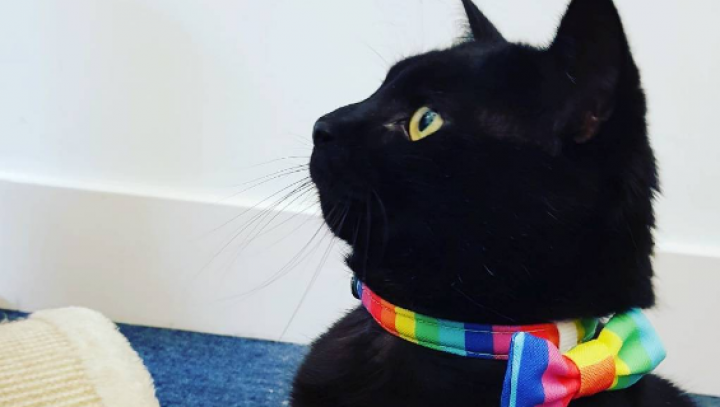 E vedetă pe Instagram! Motanul Gladstone de la Min. de Finanţe britanic - BILANŢ la 1 an în funcţie