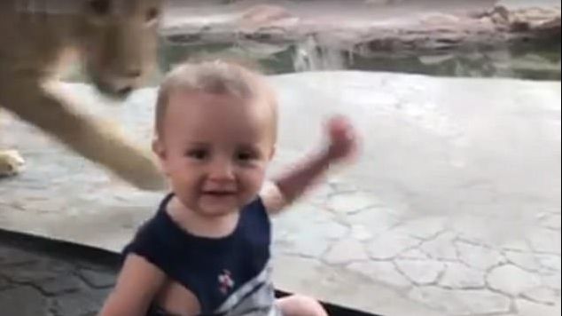 Reacţia ADORABILĂ a unui bebeluş la Zoo, atunci când un leu vrea să îl atace