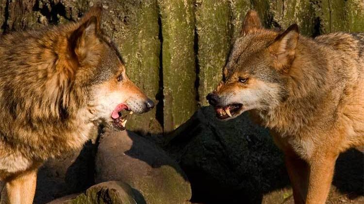 Pilda celor doi lupi. O vei citi în 20 de secunde, dar o vei ține minte toată viața!