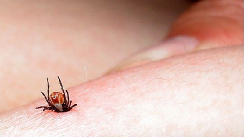 Un poliţist a mers la spital, spunând că l-a muşcat o căpuşă. Medicii, ŞOCAŢI: ce au văzut!