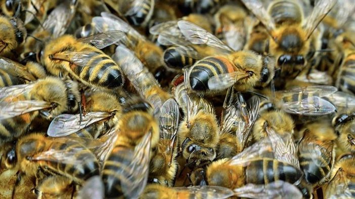 Tragedie în jud. Iaşi. A murit, după ce a fost înțepat de peste o mie de ori de un roi de albine